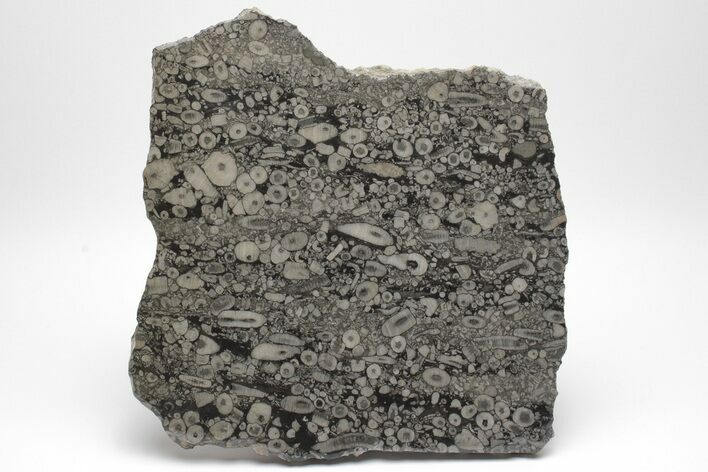 Fossil Crinoid Stems In Limestone Slab #206825
